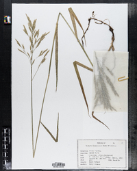 Bromus inermis image