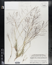 Muhlenbergia asperifolia image