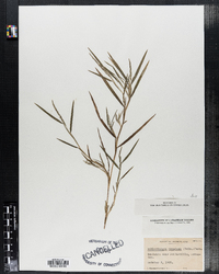 Muhlenbergia frondosa image