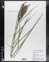 Phragmites australis image