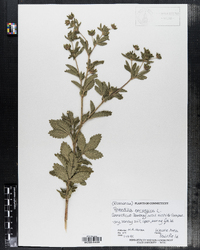 Potentilla norvegica image