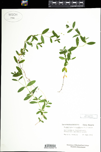 Moehringia lateriflora image