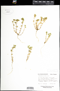 Scleranthus annuus image