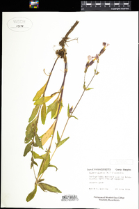 Silene dioica image