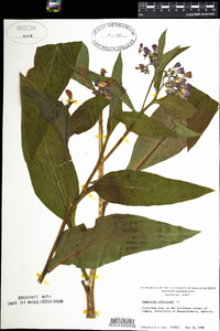 Symphytum officinale image