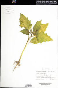 Datura stramonium image