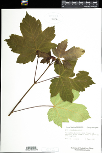 Acer pseudoplatanus image