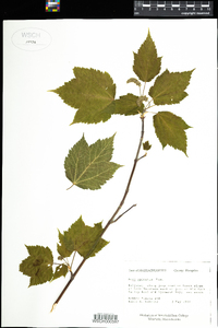 Acer spicatum image