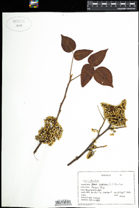 Toxicodendron radicans image