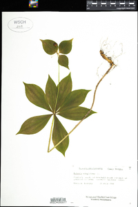 Medeola virginiana image