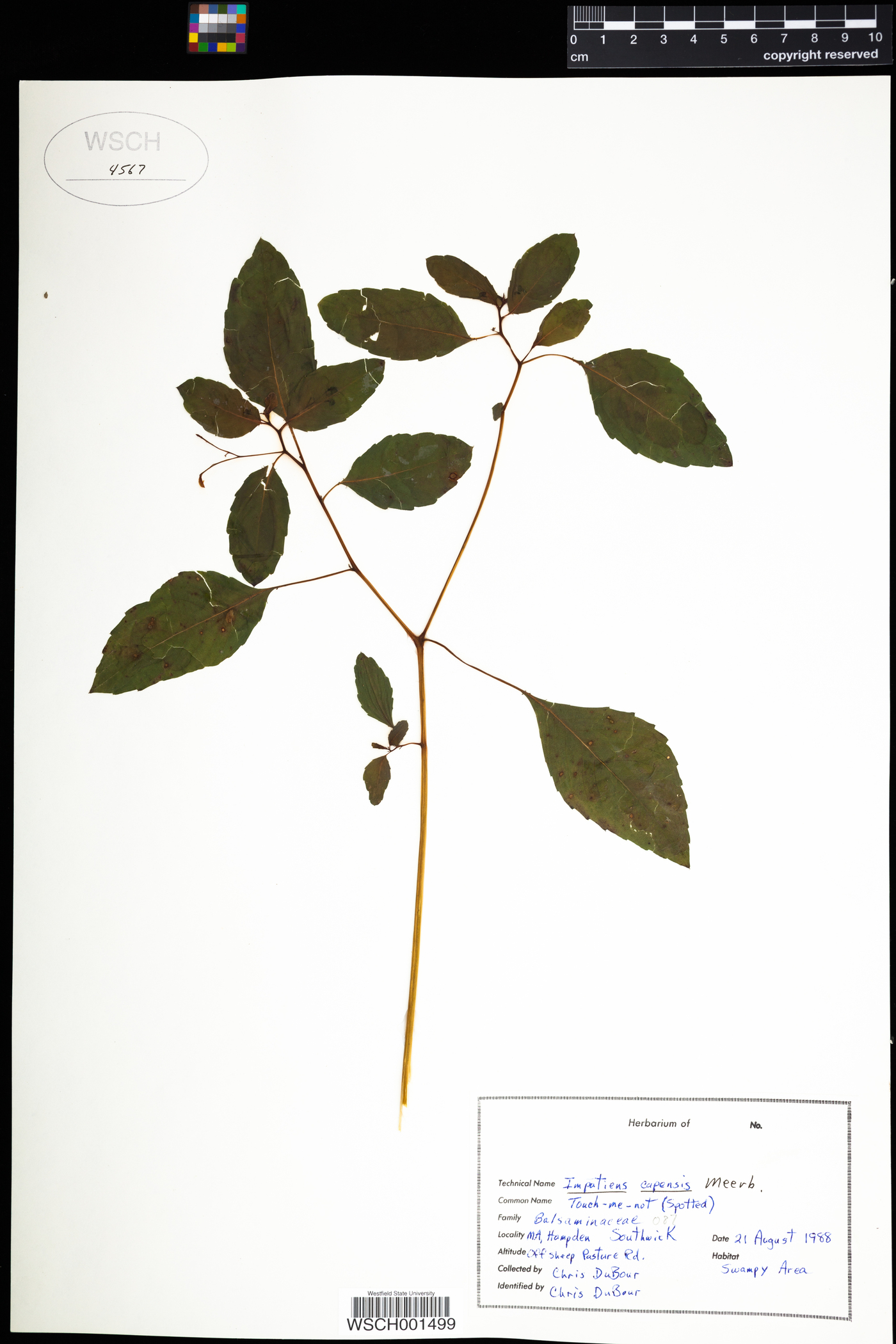 Balsaminaceae image