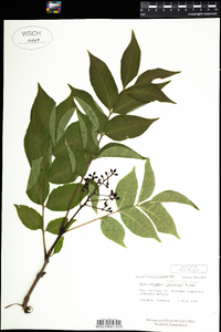 Phellodendron amurense image