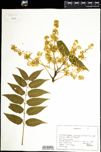 Ailanthus altissima image