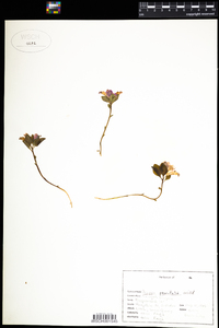 Polygala paucifolia image