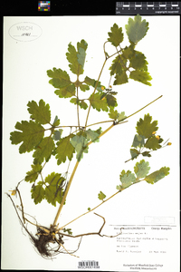 Chelidonium majus image