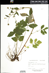 Geum canadense image