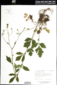 Geum canadense image