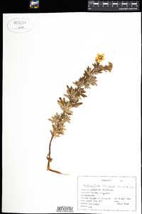 Dasiphora fruticosa ssp. floribunda image
