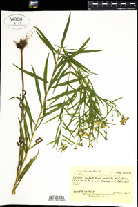 Euthamia graminifolia image