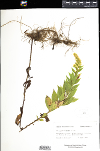 Solidago rugosa image