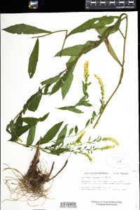 Solidago ulmifolia image