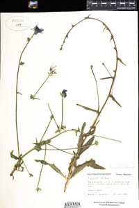 Cichorium intybus image