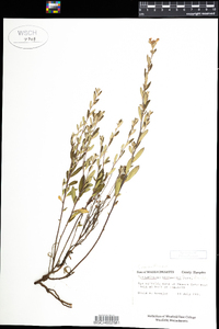 Helianthemum bicknellii image