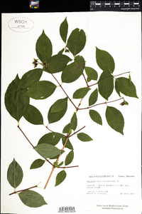 Philadelphus coronarius image