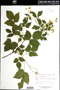 Rubus allegheniensis image