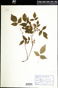 Rubus idaeus image