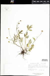 Ranunculus fascicularis image