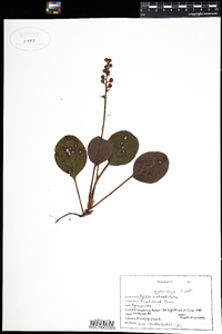 Pyrola americana image