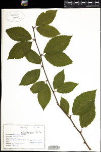 Betula alleghaniensis image