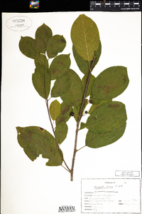 Frangula alnus image