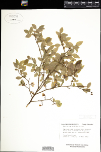 Vaccinium pallidum image