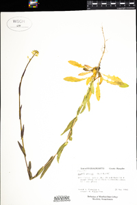 Arabis glabra image