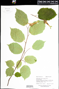 Corylus cornuta image