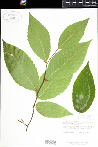 Fagus grandifolia image