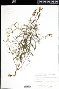 Linaria vulgaris image