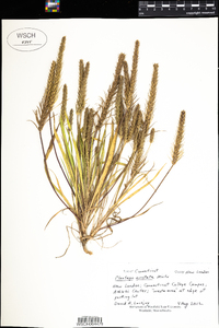 Plantago aristata image