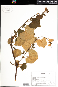 Vitis labrusca image