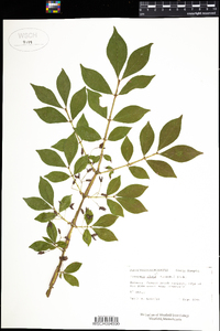 Euonymus alatus image