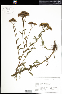 Achillea millefolium image