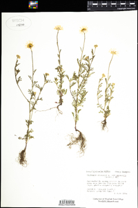 Anthemis arvensis image