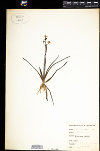 Sagittaria graminea image