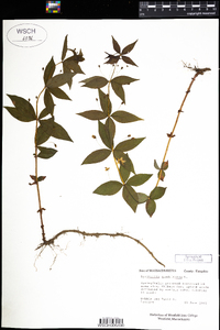 Lysimachia quadriflora image