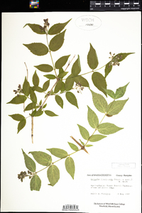 Weigela floribunda image