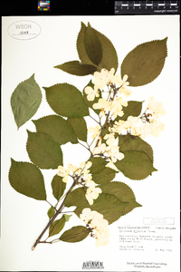 Viburnum plicatum image