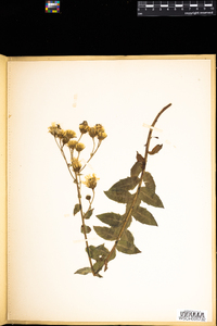 Hieracium umbellatum image