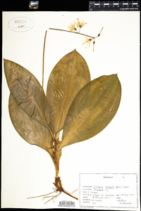 Clintonia borealis image